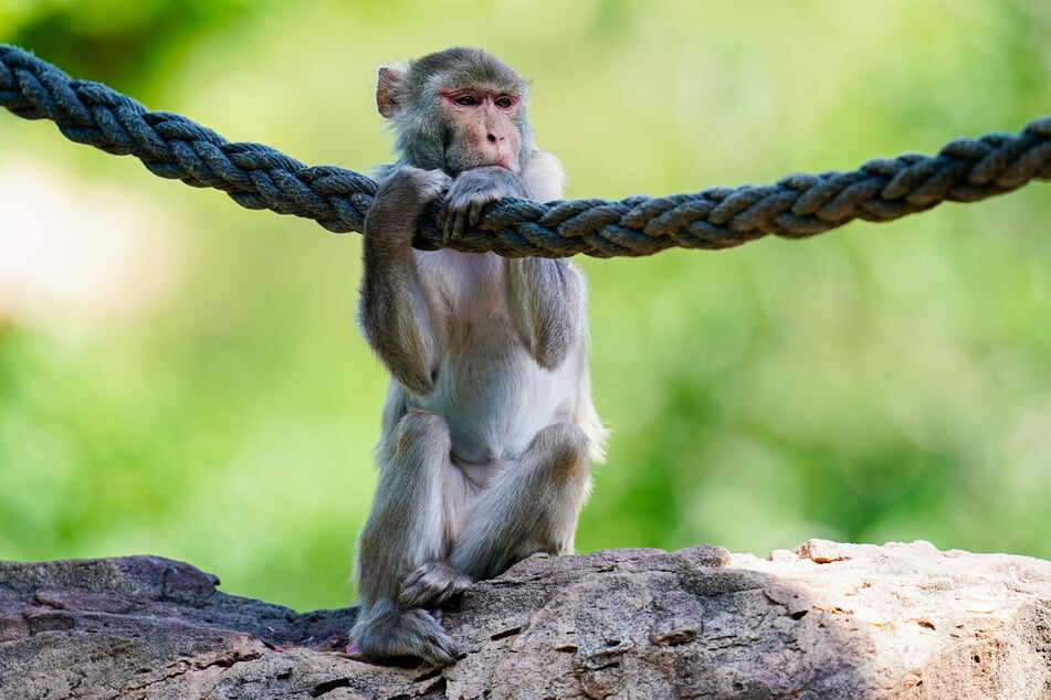 Die cleveren Tiere haben sich den Weg offenbar selbst freigekratzt. Wo sie nun sind, ist unklar. (Symbolfoto)