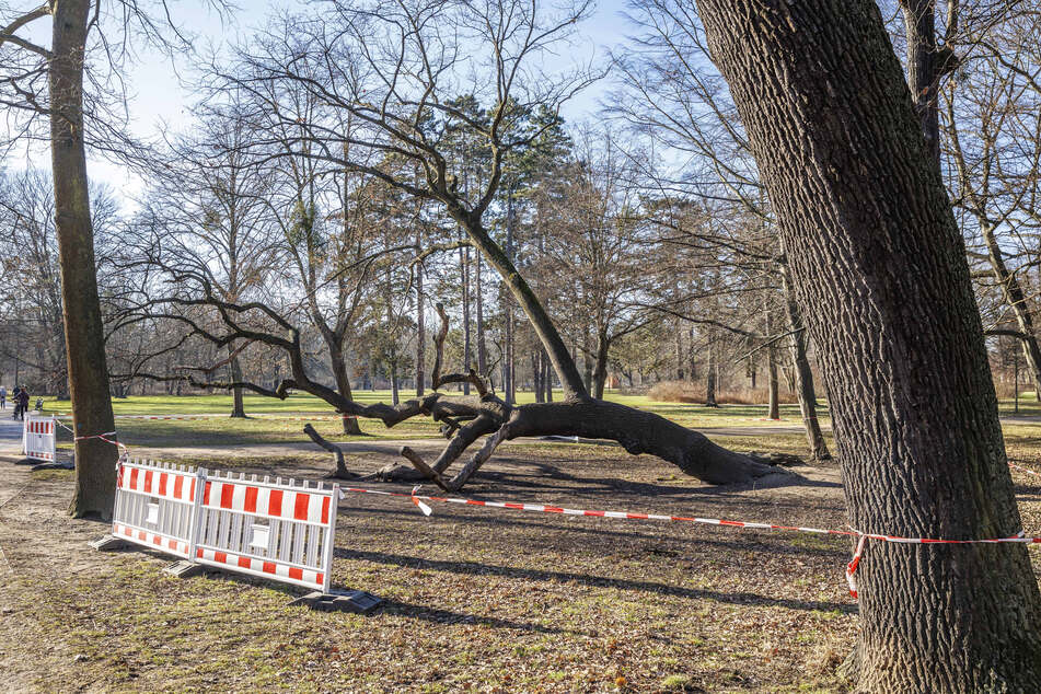 Seit dem vorgestrigen Samstag liegt der "Kletterbaum" im großen Garten, vom Wind gebrochen und großflächig abgesperrt.