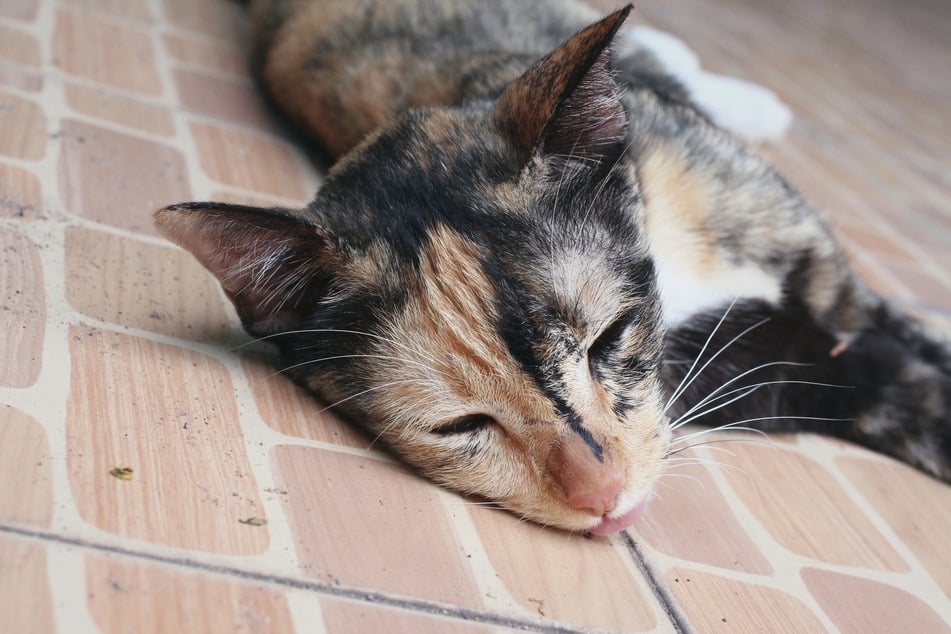 Bei Katzen ist Multiorganversagen lebensbedrohlich.