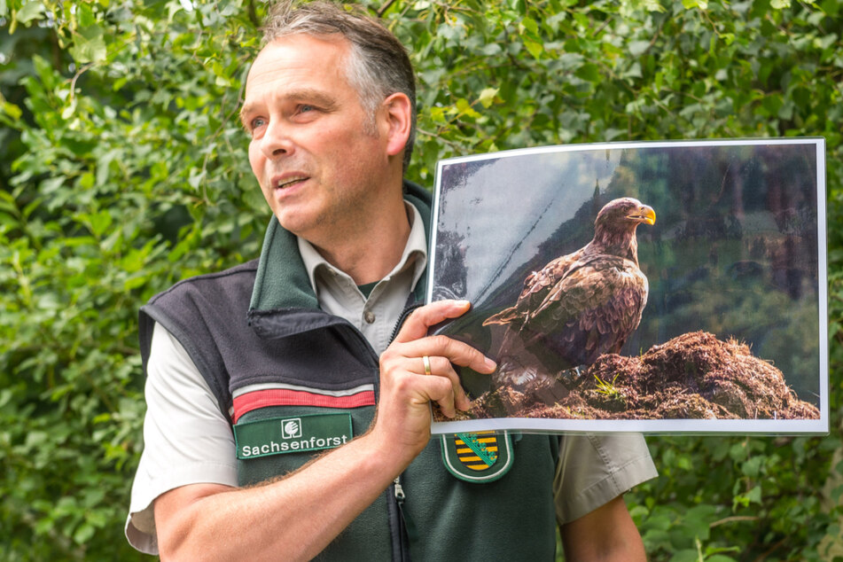 Kleine Sensation südlich der Elbe: Seeadler siedeln im Nationalpark