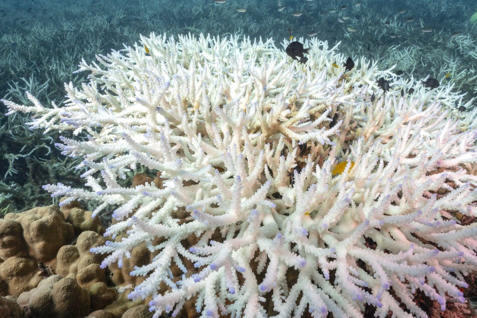 Coral reefs could be at serious risk if a powerful El Niño weather system emerges this year.