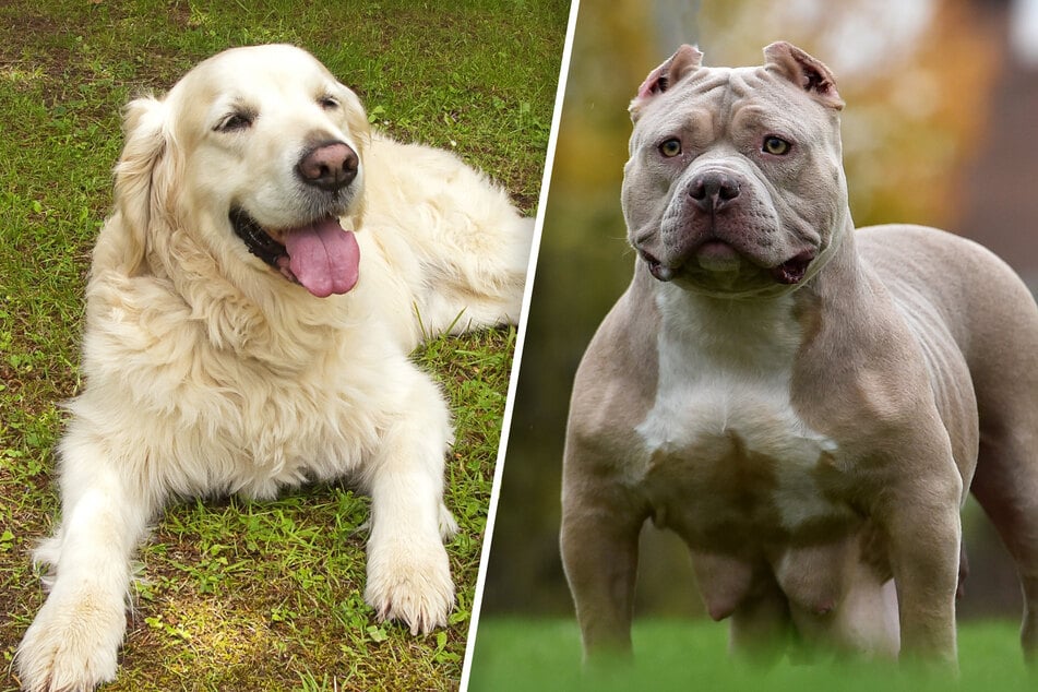 A golden retriever and a pit bull: this is roughly what the parents of the little dog Troy looked like (stock images).