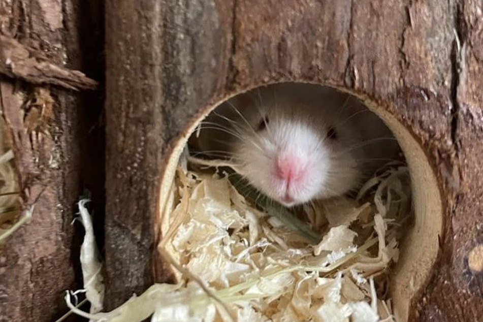 Die kleine Maus gewöhnt sich im Tierheim langsam aber sicher ein.