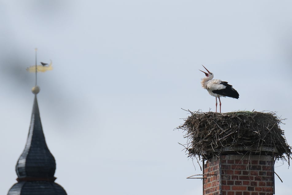 Die Vögel sind gerade aus ihrem Winterquartier zurückgekehrt, wie auch hier in Nordsachsen.