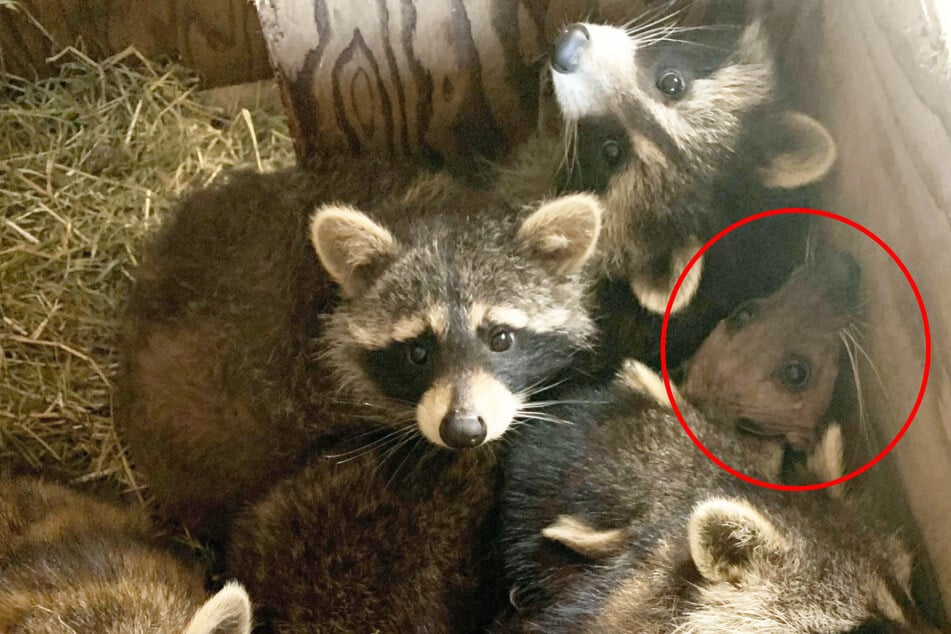 A few days ago, the female animal hid among her fellow raccoons – unfortunately, her fur has still not returned.