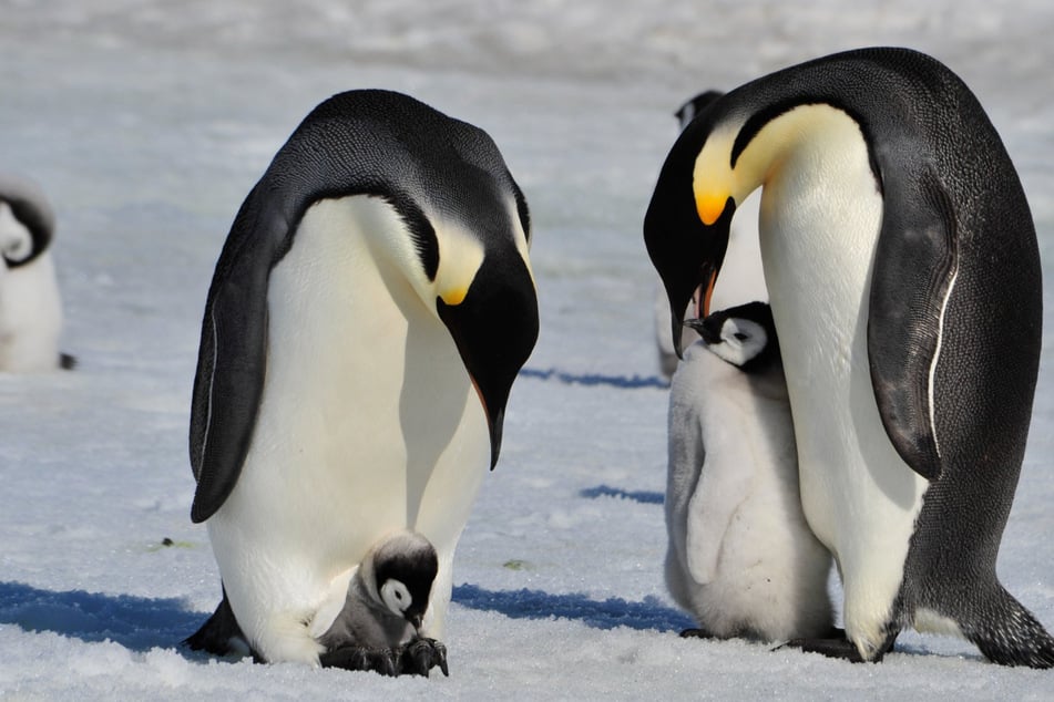 Emperor penguins get endangered species protections in the US