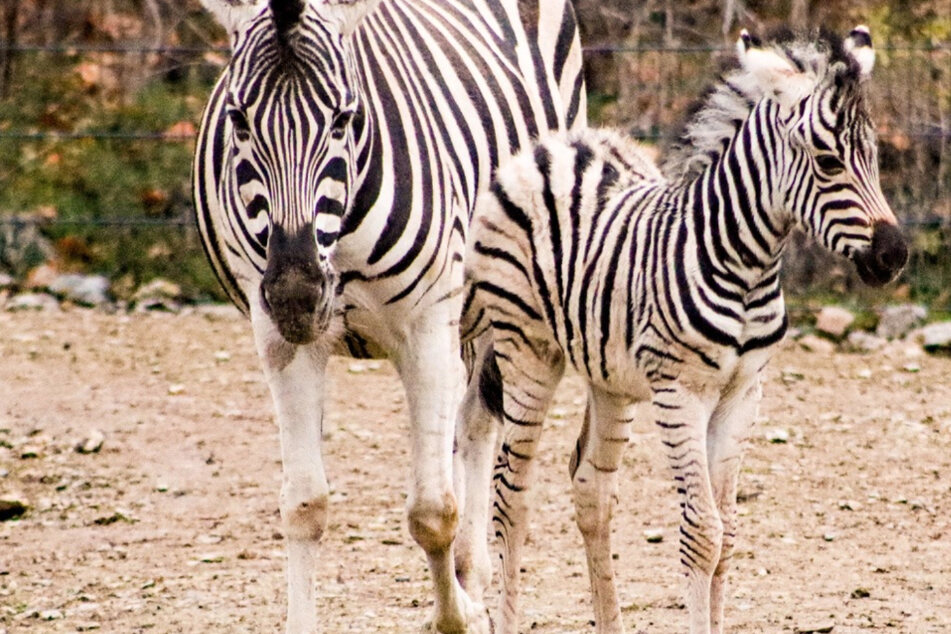 Süßer Zebra-Nachwuchs im Thüringer Zoopark