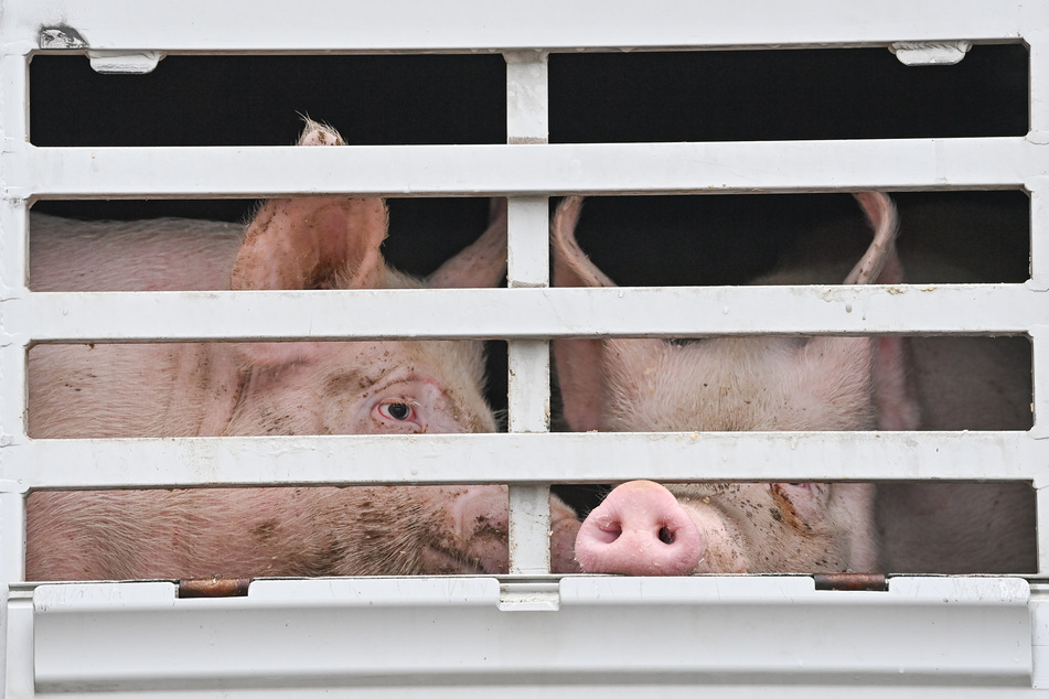 Die Corona-Ausbrüche bei Tönnies und Westfleisch haben im vergangenen Jahr die Zahl der in NRW geschlachteten Schweine deutlich sinken lassen.