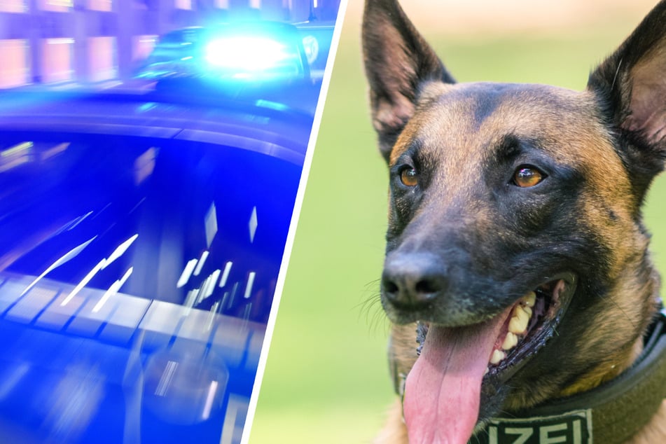 Fluchtversuch beendet! Polizeihund beißt Tatverdächtigem in den Hintern