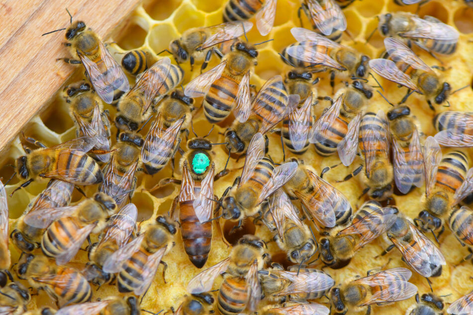 Ein Kaugummiautomat wurde für die Bienen umgerüstet (Symbolfoto).