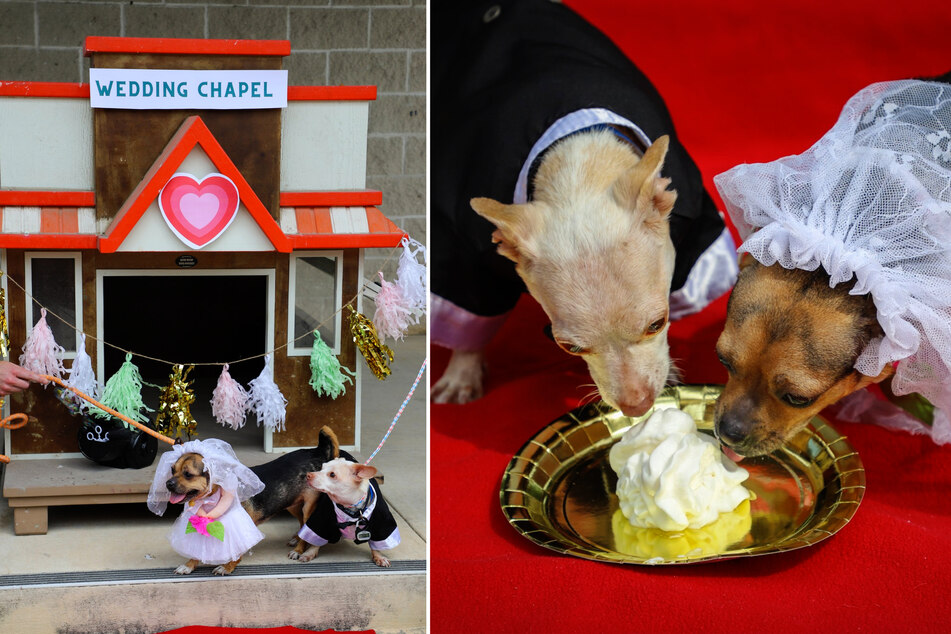 The two pups tied the knot and shared cake.