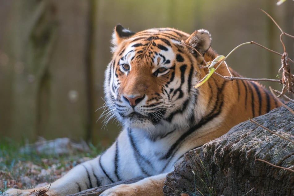 Tigerin "Angara" ist am gestrigen Samstag im Schweriner Zoo auf dramatische Art ums Leben gekommen. Sie erlitt einen Krampfanfall und stürzte in einen Teich.