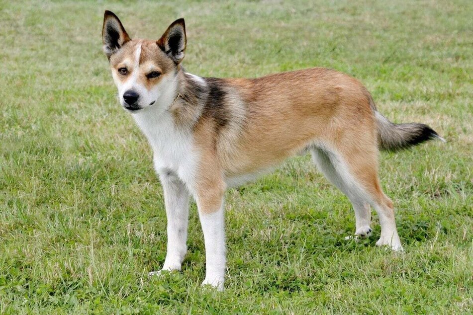 Often mistaken for a crossbreed, the Norwegian Lundehund is a truly remarkable doggo that looks a bit like a fox in appearance.