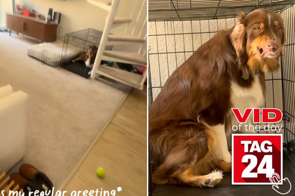 This dog is so guilty and he's not even trying to hide it!