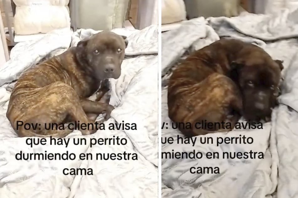 In einem Geschäft in Argentinien wurde ein Hund erwischt, der es sich in einem Bett der Ausstellung gemütlich gemacht hat.