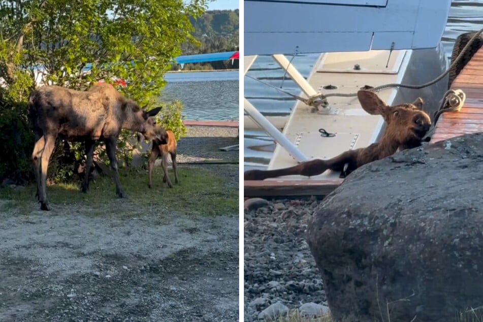 "Was für ein wilder Morgen": Elchbaby steckt zwischen Dock und Segelflieger fest