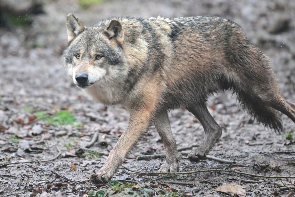 Wölfe: Frist zum Abschuss ausgelaufen: Was wird jetzt aus dem Problemwolf im Schwarzwald?