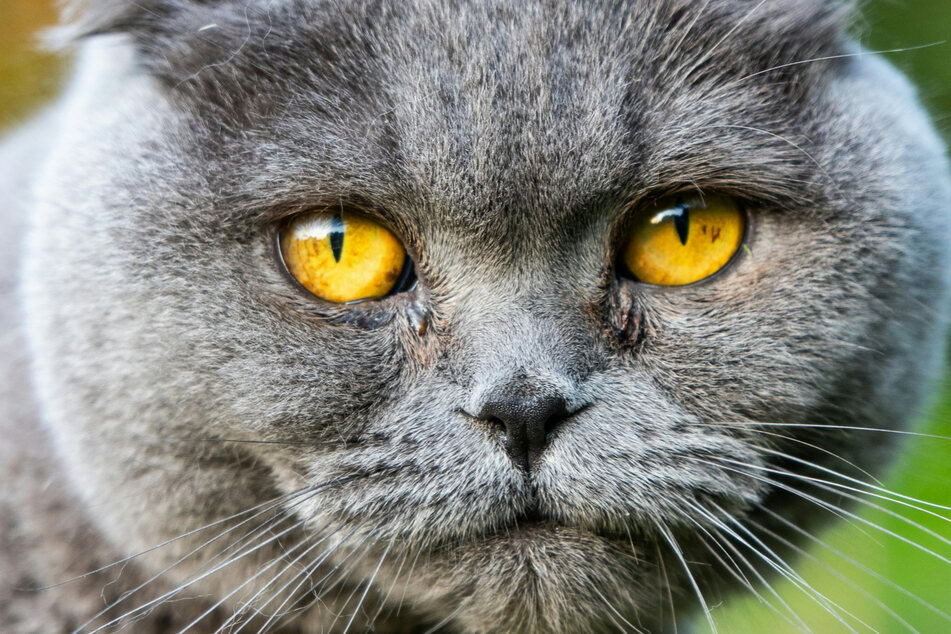 The Scottish fold is famous for looking a little grumpy from time to time.
