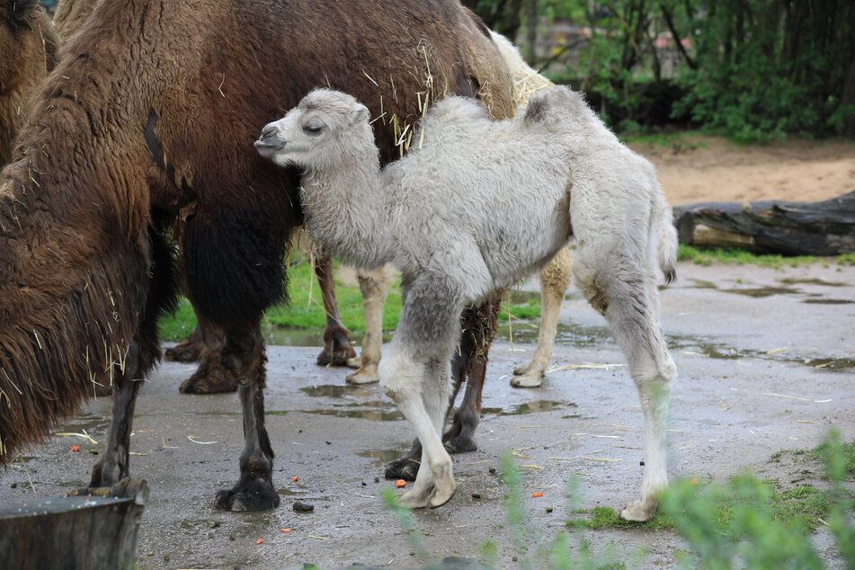 Trampeltier Omar ist vor knapp vier Wochen im Kölner Zoo zur Welt gekommen.