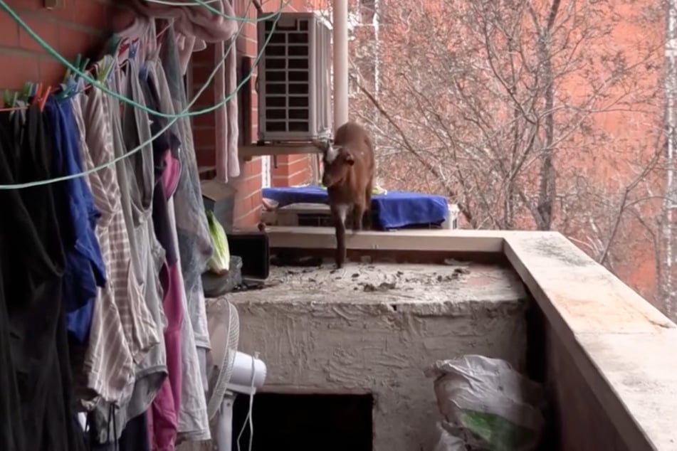 Irgendwann lief die Ziege auf den benachbarten Balkon.