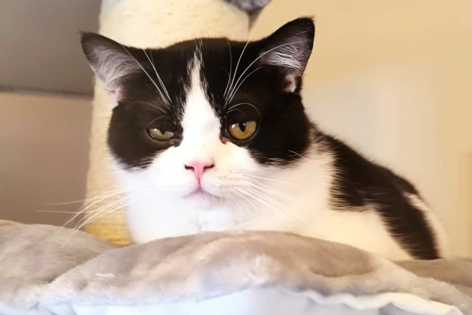 Der gemütliche Stitch hat vermutlich eine Munchkin-Katze in seinem Stammbaum, was zu den für diese Qualzucht typischen Symptomen führen kann.