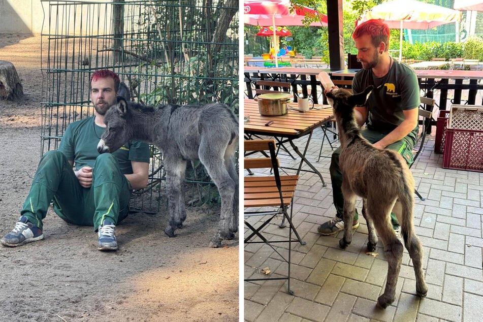Michael Engelmann hat die Papa-Rolle für das Fohlen übernommen.