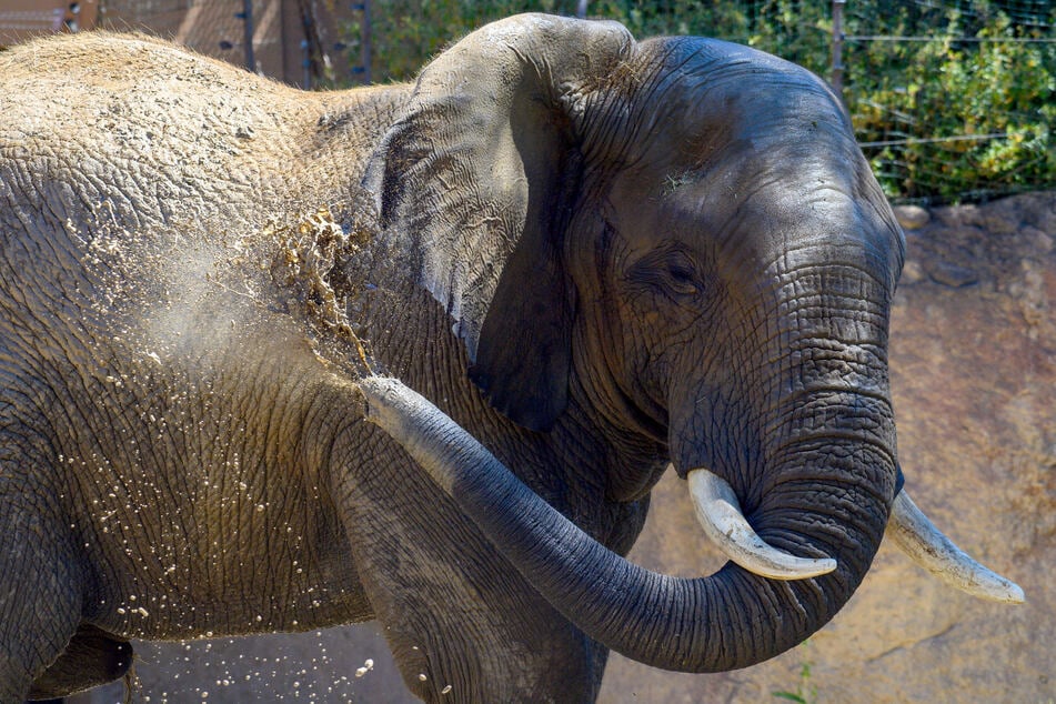 Der Zoo Magdeburg entführt beim Africambo Abend in die faszinierende Tierwelt Afrikas.