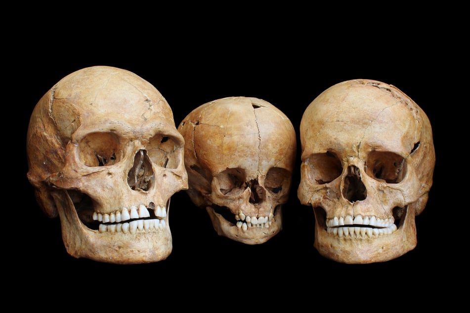 Schädel heute sehen noch runder und breiter aus als die aus vergangenen Zeiten. Auf dem Symbolfoto sind Jahrtausende alte Schädel zu sehen.