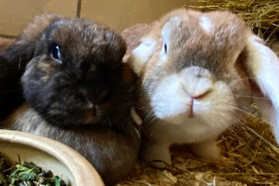 Daisy (l.) und Oskar haben sich im Tierheim Bergheim kennen- und lieben gelernt.