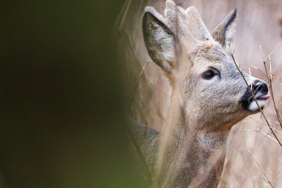 Im Pool gefangen: Reh sorgt für kuriosen Einsatz von Polizei und Feuerwehr