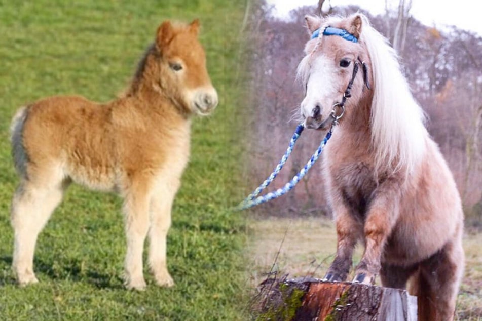 Tiny ponies are some of the smallest and cutest animals in the world.