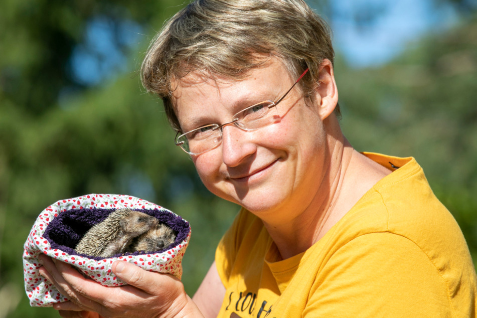 Die kleinen Igel Igor Junior und Matze sind nur zwei von derzeit knapp 60 akuten Igel-Patienten, um die sich Renate Blume (44) und die anderen Helfer der Igelhilfe kümmern müssen.