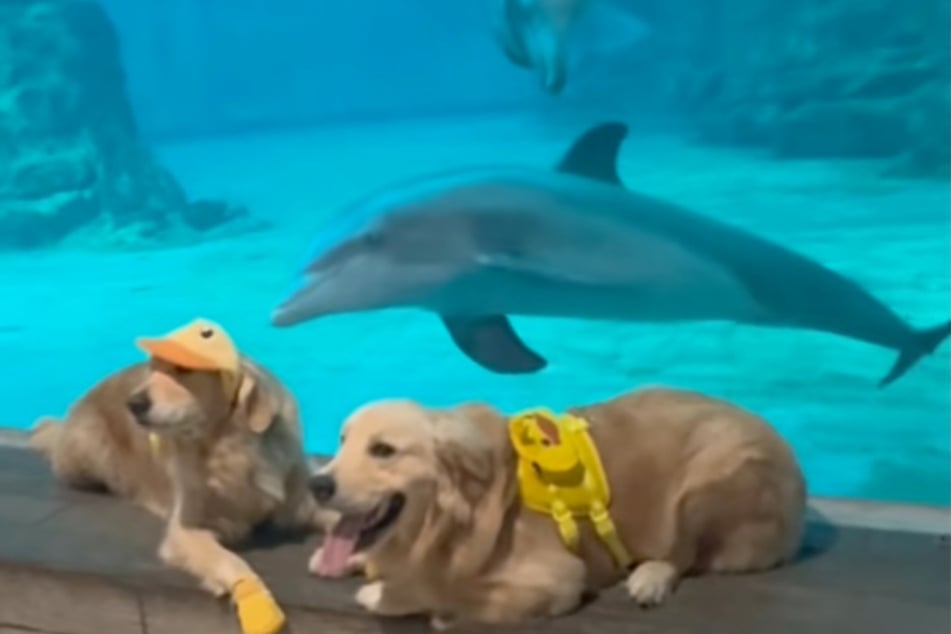 Manchmal sitzen Golden Retriever Donut und Pancake nur mit dem Rücken zu den Delfinen - diese suchen umso gezielter den Kontakt.