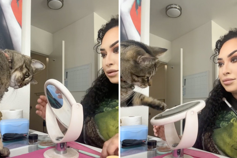 Cat has flipping good time ignoring owner's mirror-inspired requests: "Let go!"