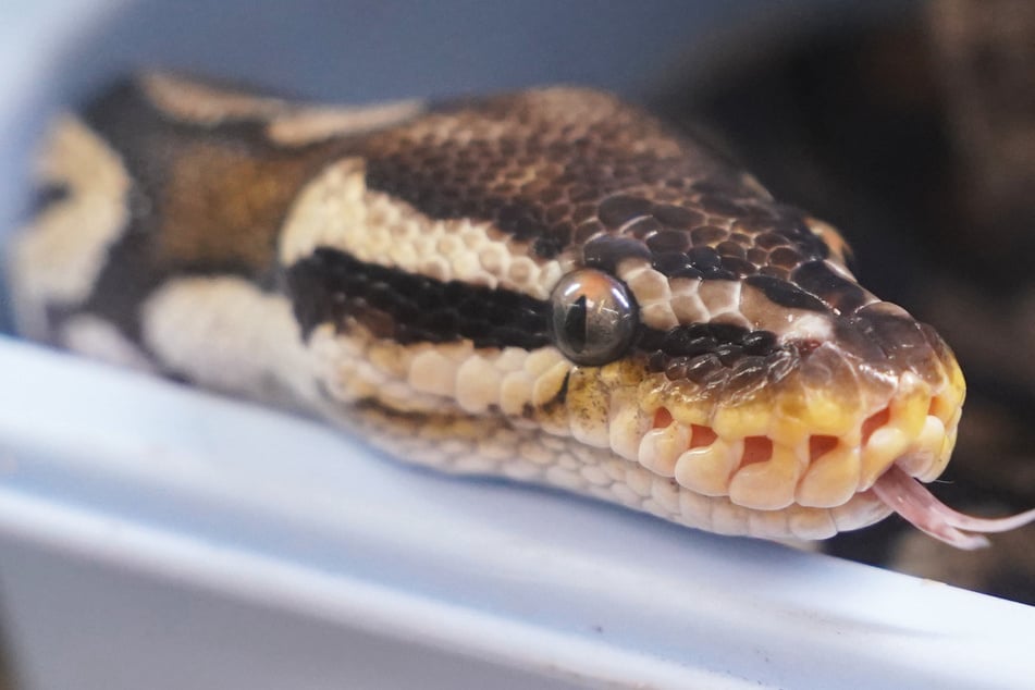 Mit maximal zwei Metern Länge sind Königspythons die kleinste Art in der Gattung der "Eigentlichen Pythons". (Archivfoto)