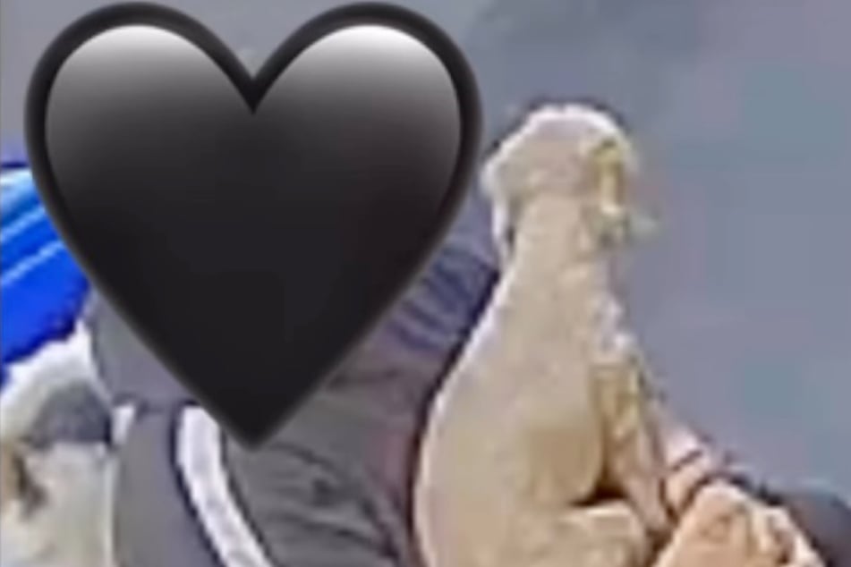 Hündin Dolly sitzt in dem kurzen Video auf dem Schoß ihrer Tagesmutter. Sie braucht die Nähe viel mehr als andere Hunde.