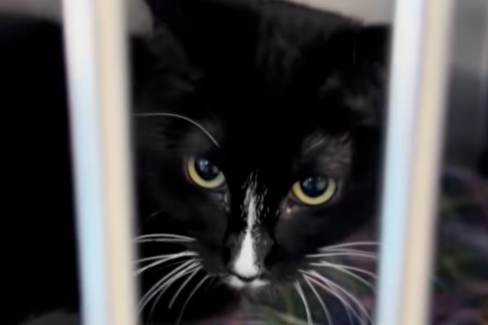 Scheu schaut Whisk durch die Gitter ihres Käfigs. Interesse erzeugt sie bislang nicht.