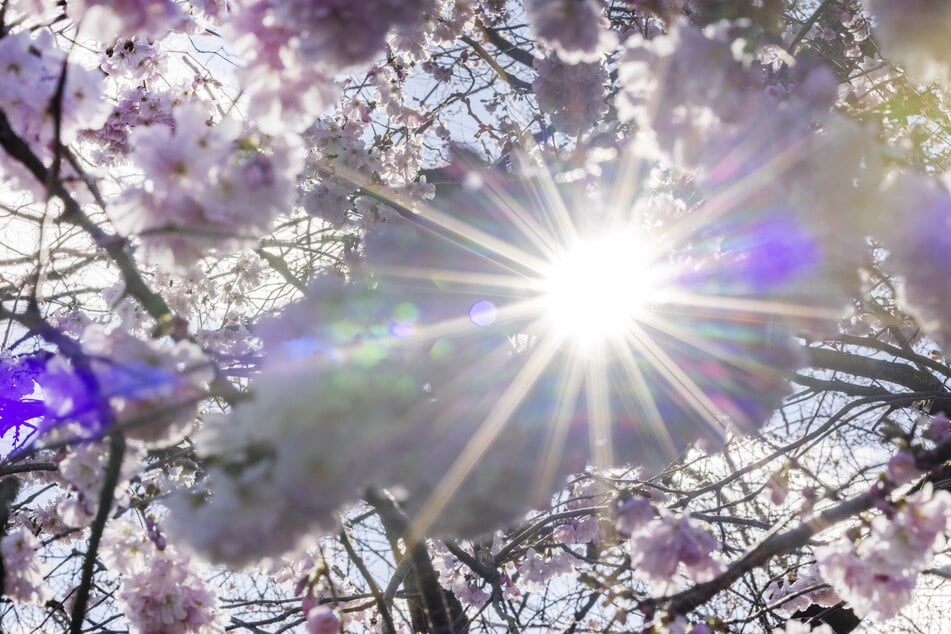 Die Sonne zeigt sich nochmal in voller Blüte. (Symbolfoto)