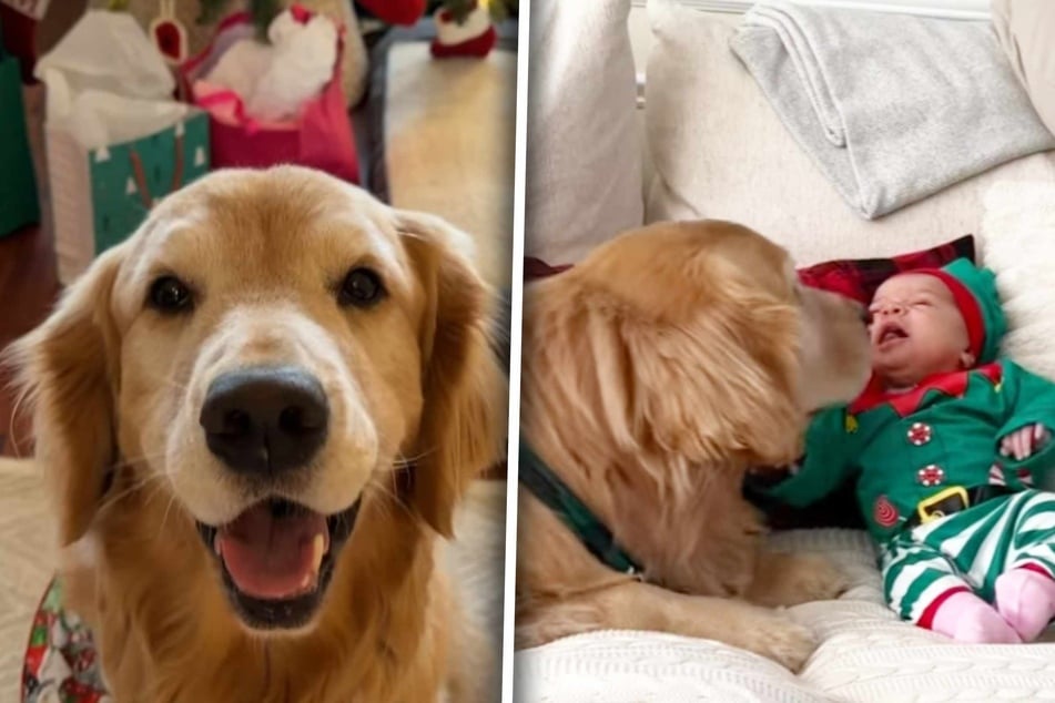 Golden Retriever Hudson ist ganz vernarrt in seinen kleinen "Bruder".