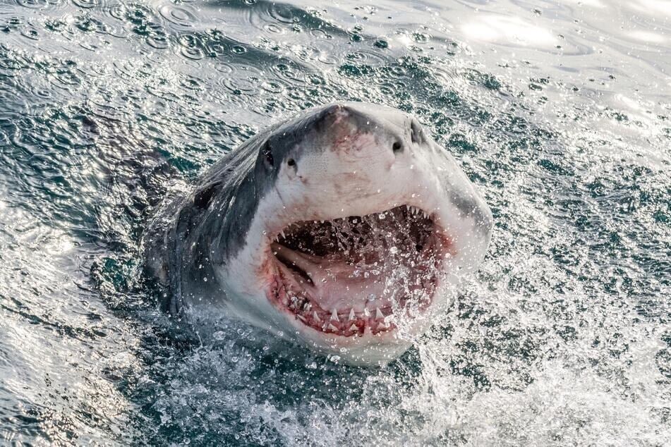 Chance Swanson zog sich bei dem Haiangriff schwere Verletzungen am linken Bein zu. (Symbolbild)