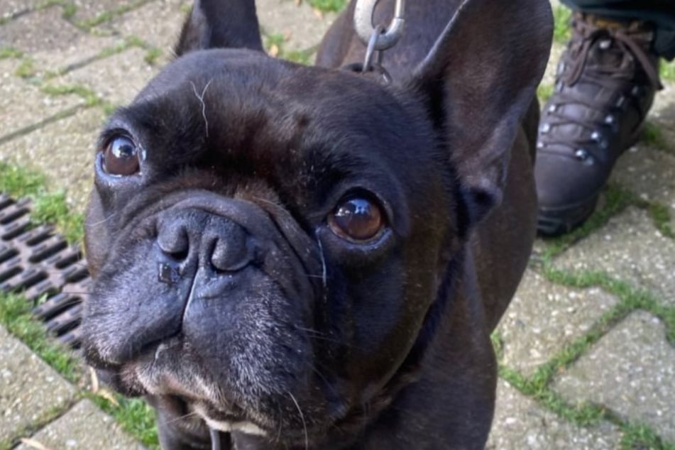 Der kleine Rocky musste wegen "schwieriger familiärer Umstände" sein altes Zuhause verlassen.