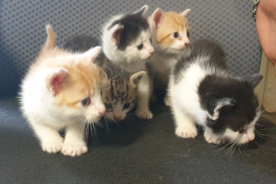 Diese fünf süßen Tierchen wurden einfach hilflos auf der Straße frei gelassen, nun sind sie vorübergehend im Tierheim.