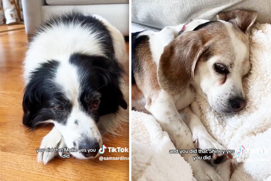 Sam is proud of her pets, Mollie (l) and Shirley, who gave their owner a wonderful gift that will forever remind her of her furry friends.