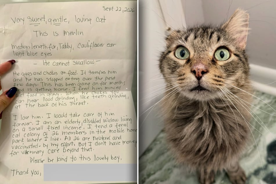 Katze landet im Tierheim: Als Frau diesen Brief dazu liest, weint sie bittere Tränen
