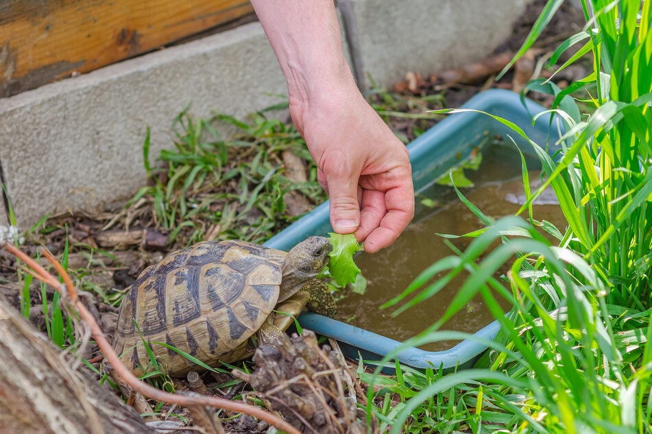 Frisst eine Schildkröte ausreichend, ist das ein gutes Zeichen.
