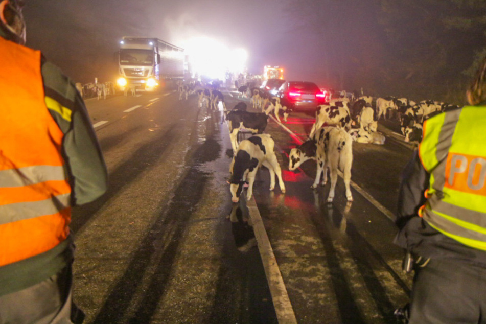 Dutzende Kälber am Mittwochabend auf der B500.