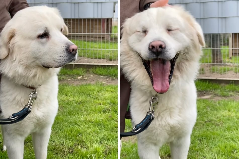 Kuvasz-Mischling Bruce kam als Fundtier ins Troisdorfer Tierheim.