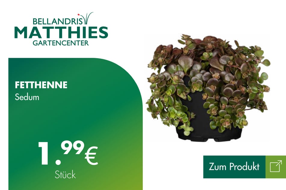 Fetthenne Sedum für je 1,99 Euro.