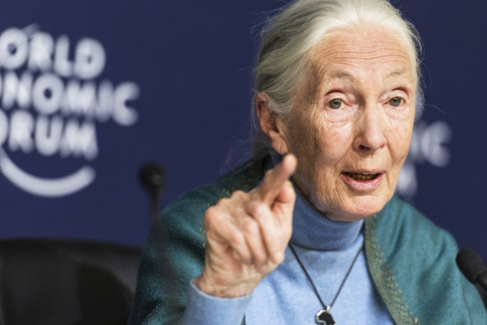 Die legendäre Verhaltensforscherin Jane Goodall ist die Botschafterin des Dokumentarfilms "Sea of Shadows". (Archivbild)