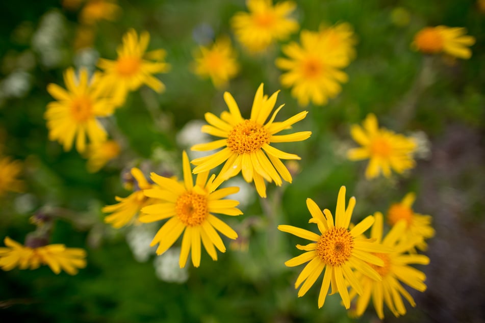 Die blühende Heilpflanze Arnika ist das Symbol für Bergwiesen in Thüringen. (Archivfoto)